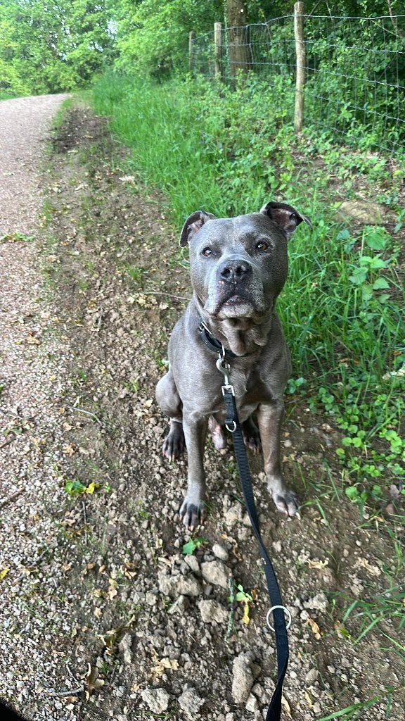 Mooie american Stafford reu beschikbaar voor dekking! 🐾, 6 jaar of ouder, Parvo, Reu, Eén hond