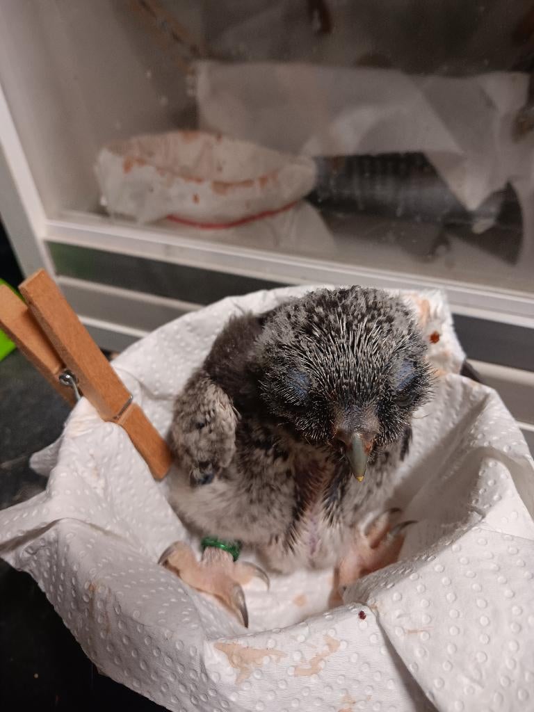 Surnia ulula, Dieren en Toebehoren, Vogels | Overige Vogels, Meerdere dieren, Roofvogel, Geringd