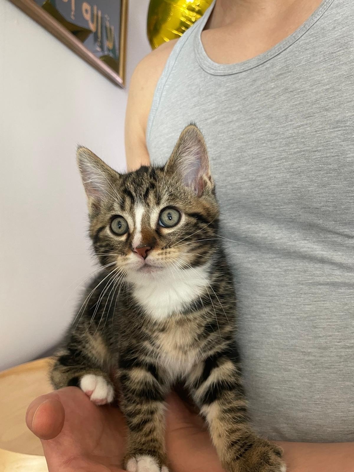 Kat, Kater