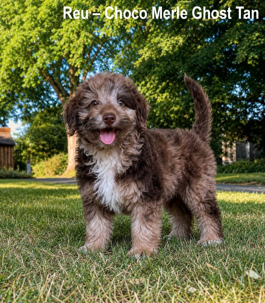 Merle Labradoodle pups, Parvo, Overige rassen, 8 tot 15 weken, Meerdere