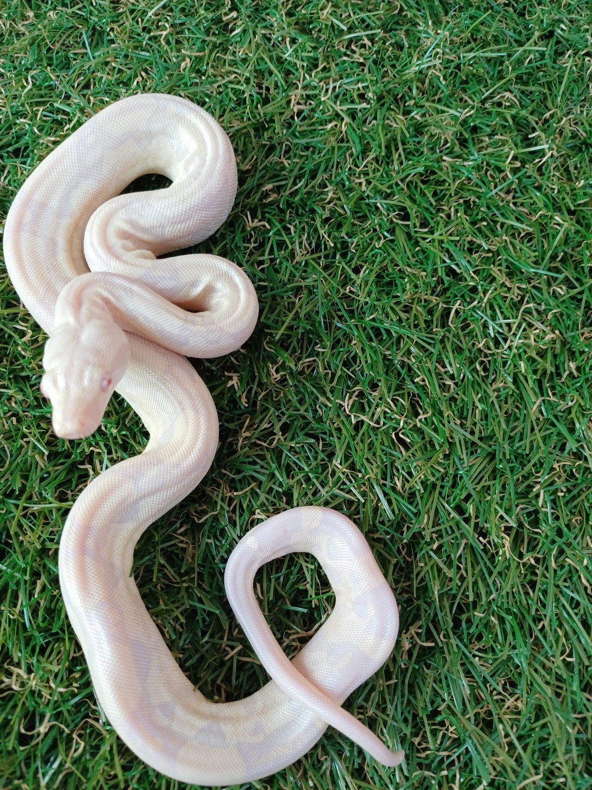 Nk  boa imperator ( morphs). Boa Constrictor - unknown for sale from davelozevissertje
