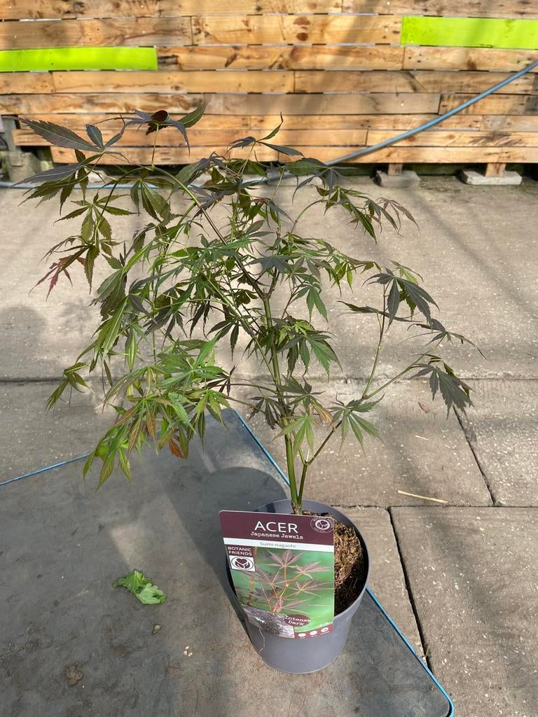 Acer - Esdoorn “Sumi-nagashi”, Tuin en Terras, Planten | Tuinplanten, Ophalen, Bloeit niet, Overige soorten, Halfschaduw