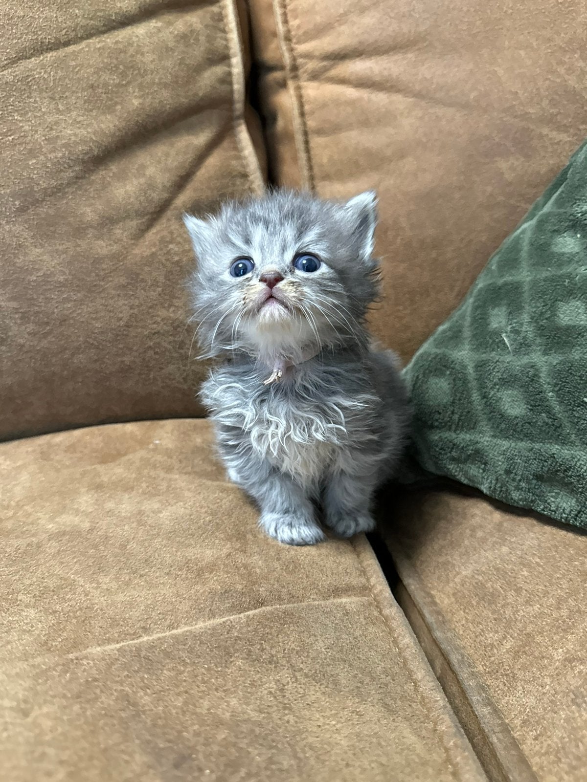 Lieve prachtige Noorse boskatjes x siberische kat, Meerdere dieren, Gechipt, 0 tot 2 jaar