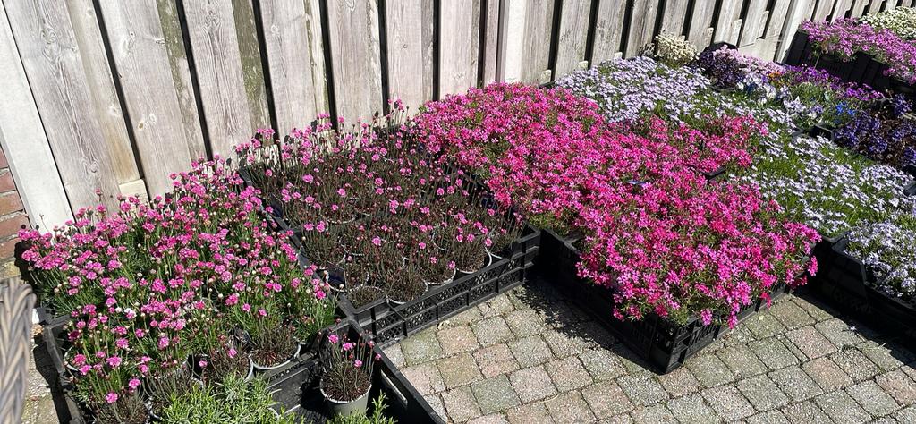 Vaste planten, Tuin en Terras, Ophalen, Overige soorten, Volle zon