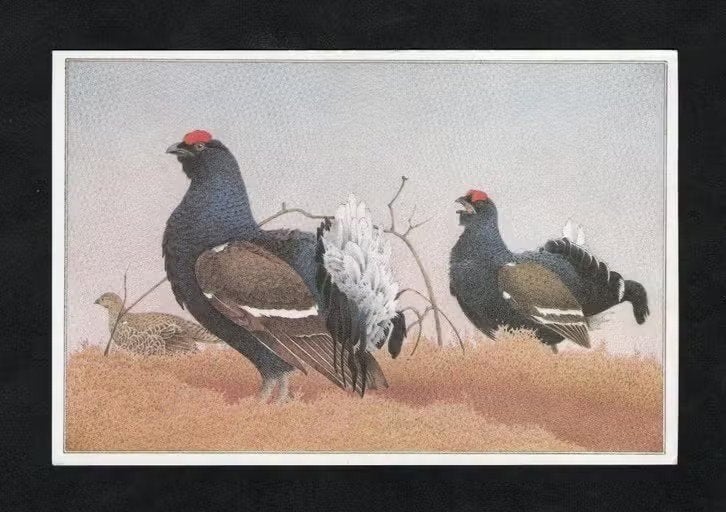 Korhoenders Lyrurs Tetrix Hanen en Hen., Ophalen of Verzenden, 1960 tot 1980, Ongelopen, Wild dier