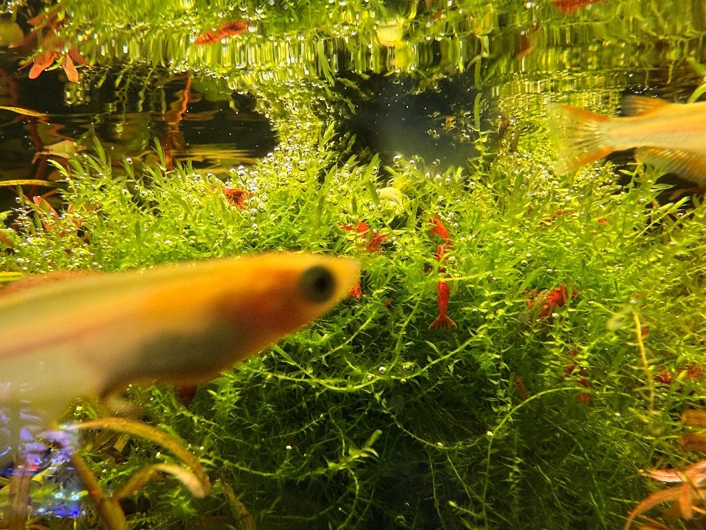 Rode neocaridina garnalen/vuurgarnalen + met java mos, Kreeft, Krab of Garnaal, Zoetwatervis, Schoolvis