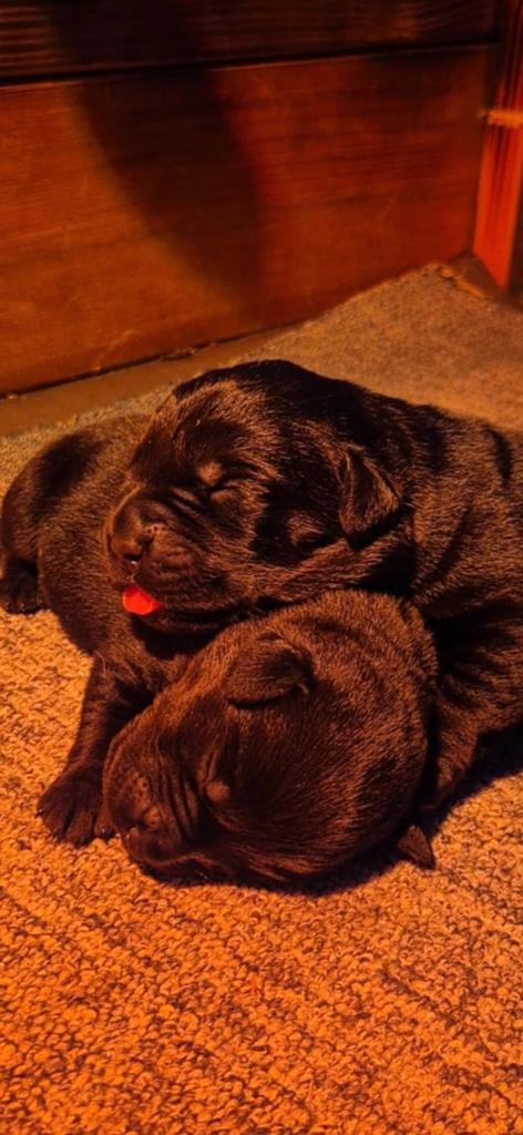Kruising Rottweiler Labrador pups, Dieren en Toebehoren, Honden | Bulldogs, Pinschers en Molossers, 8 tot 15 weken, Meerdere, Meerdere dieren