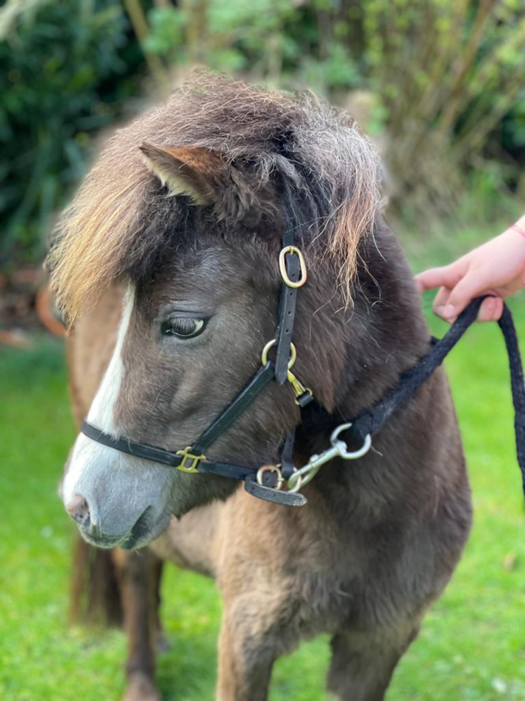 Mooilief mini paardje️️, Dieren en Toebehoren, Merrie, Minder dan 160 cm, Met stamboom, Niet van toepassing