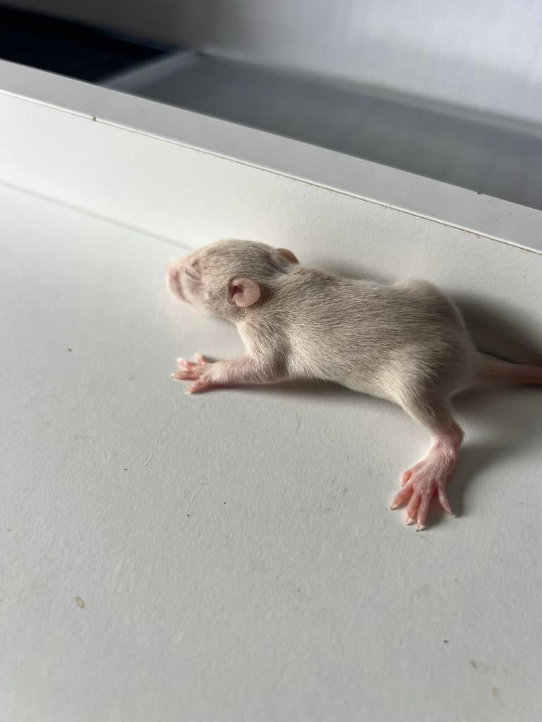Tamme ratjes te koop., Rat, April, Meerdere dieren, Tam