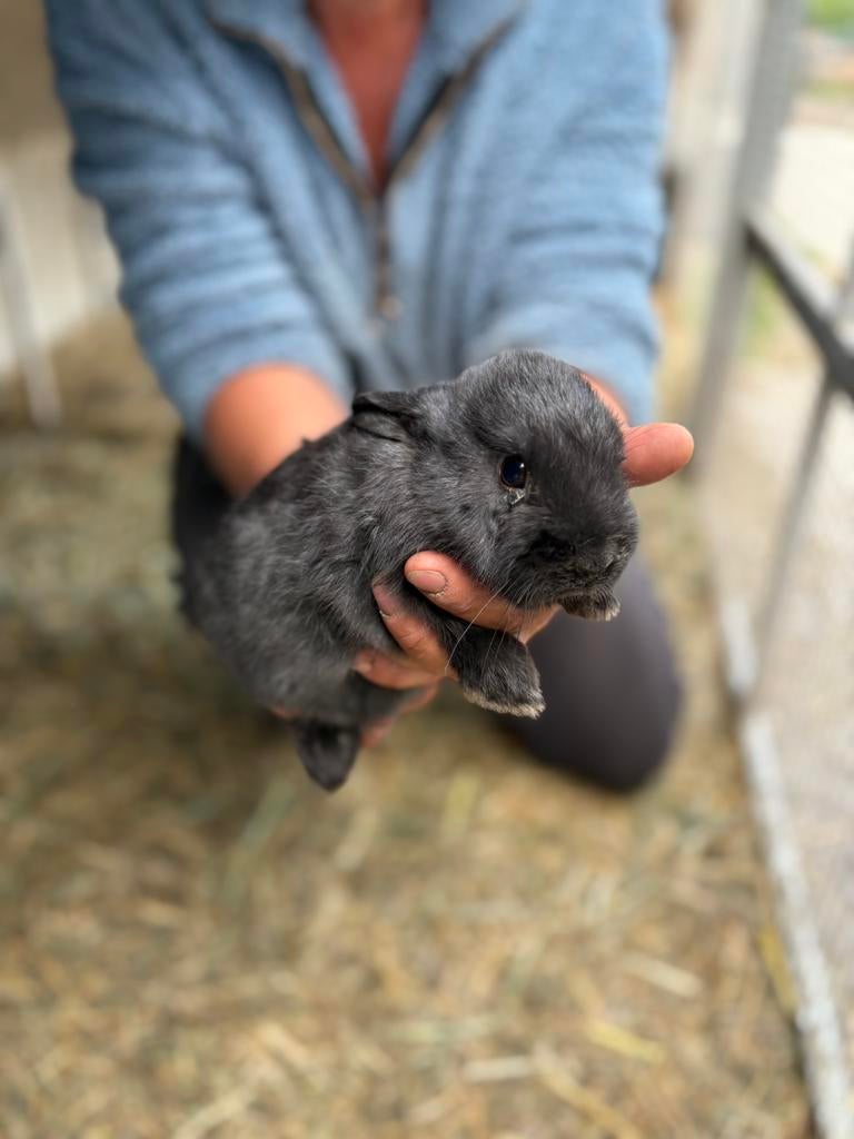 Leuke konijntjes nieuwe fotos, Geslacht onbekend, Middelgroot, 0 tot 2 jaar