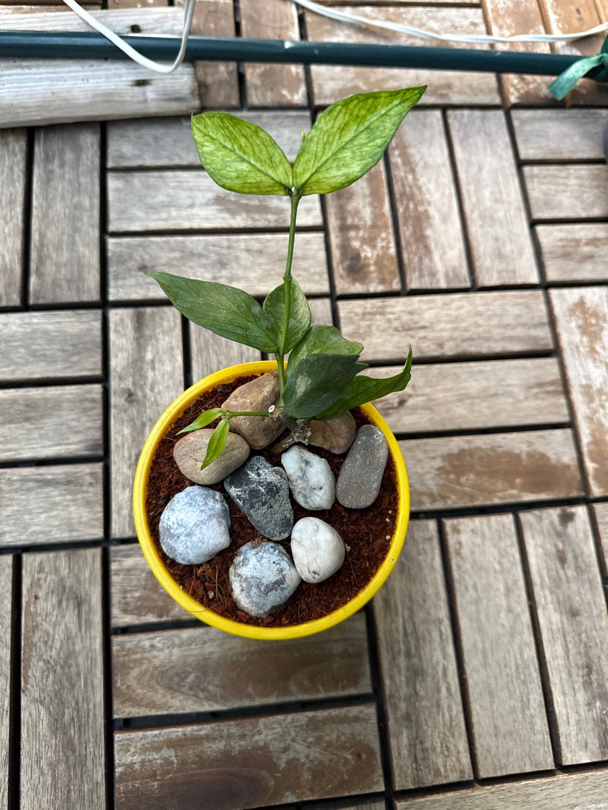 Hoya polyneura, Overige soorten, Vaste plant, Ophalen of Verzenden, Bloeit niet