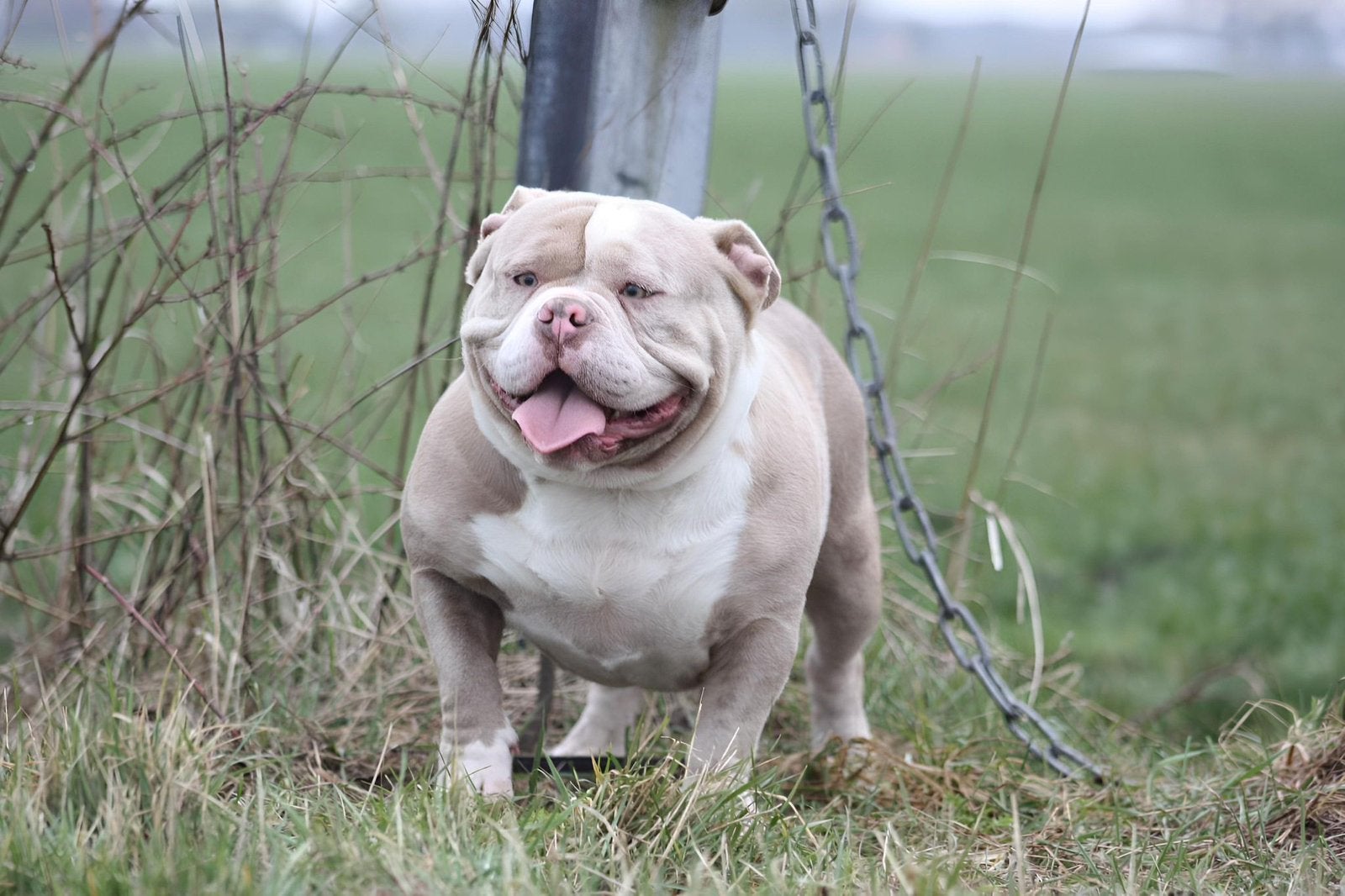 Mooi american bully teefje. Lees advertentie!!!, Dieren en Toebehoren, Overige rassen, Teef, Eén hond, CDV (hondenziekte)
