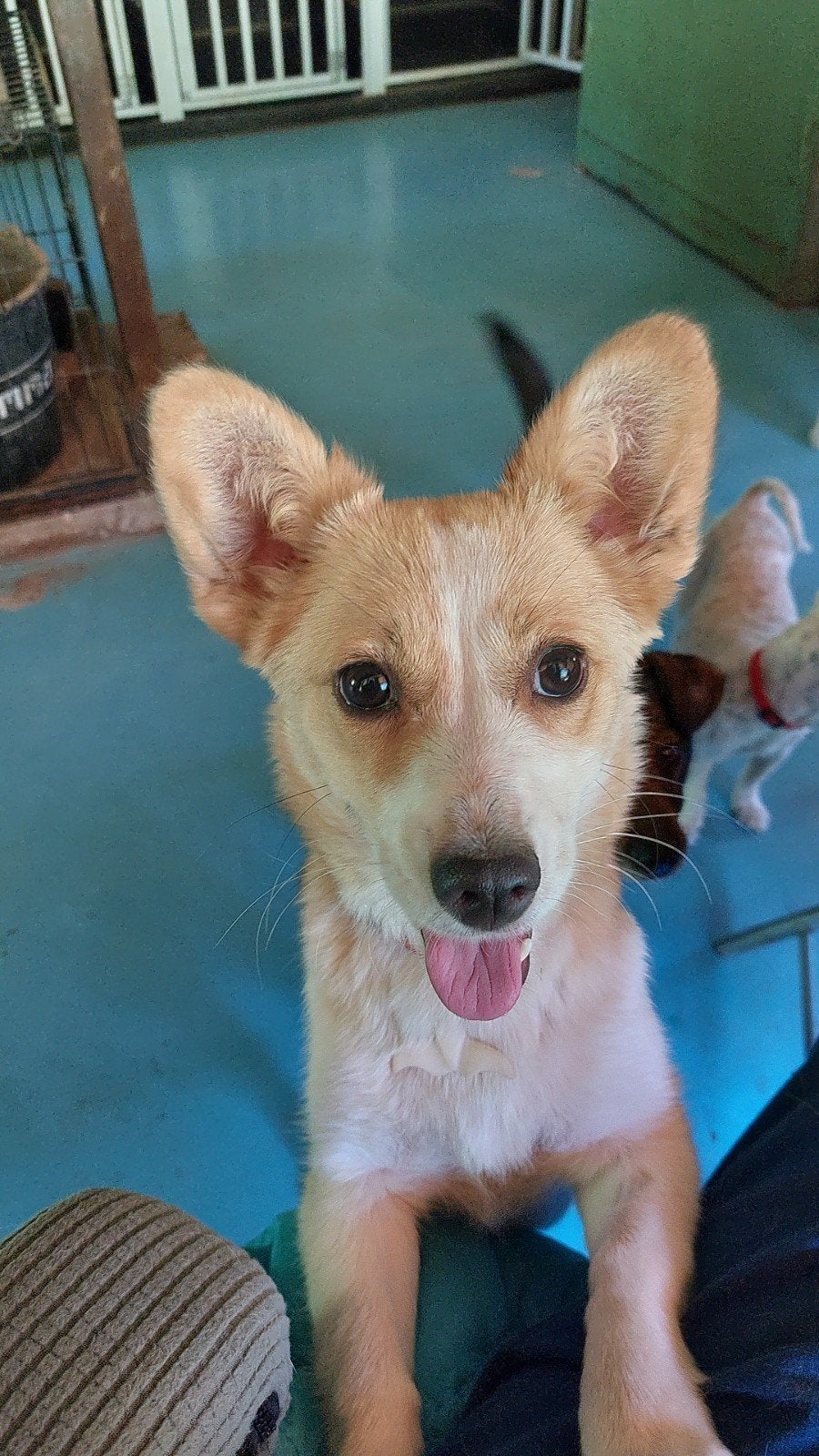 Grappige lieve kleine Stacey ter adoptie!, Dieren en Toebehoren, Honden | Niet-rashonden, 15 weken tot 1 jaar, Handelaar, Buitenland