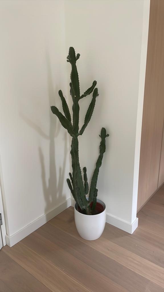 Grote cactus, Ophalen, Cactus, Volle zon, 150 tot 200 cm