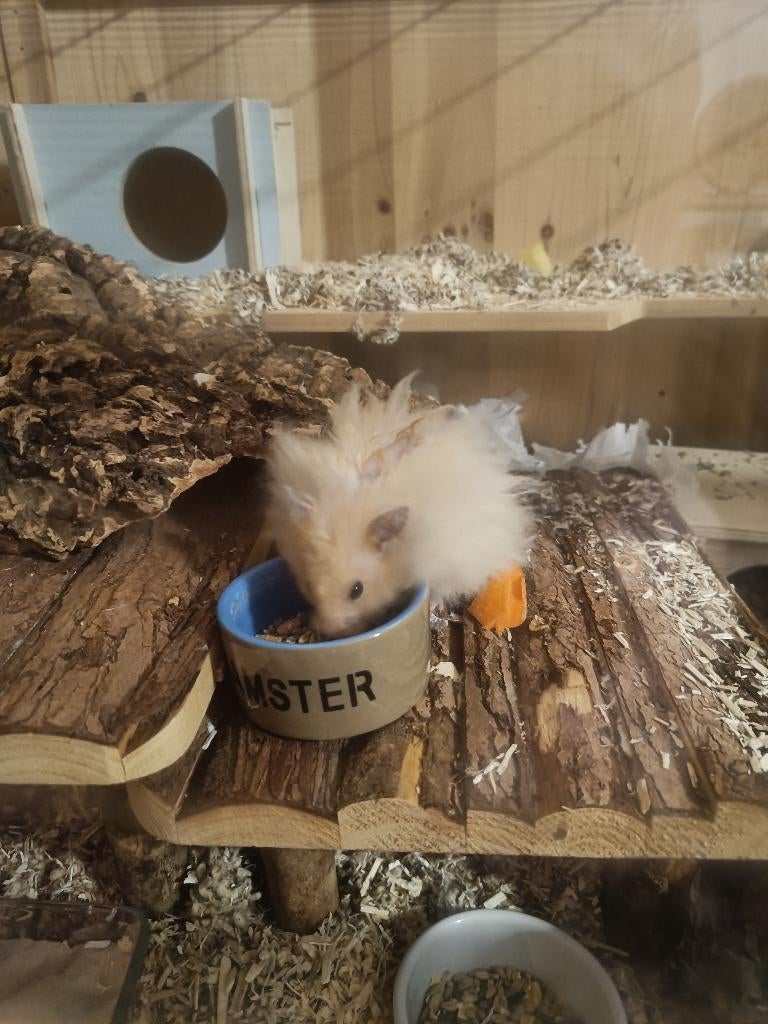 Knaagdierenoppas / vogeloppas, Dieren en Toebehoren, Mei, Mannelijk, Hamster