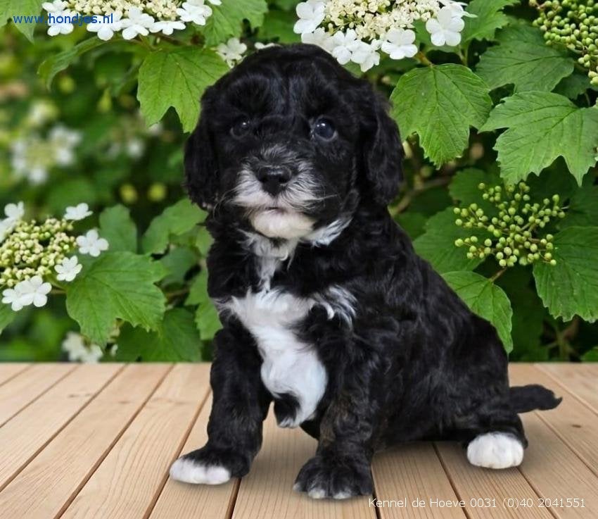 Kennel de Hoeve  prachtige, speels  en sociale puppies, Dieren en Toebehoren, Honden | Chihuahua's en Gezelschapshonden, Parvo