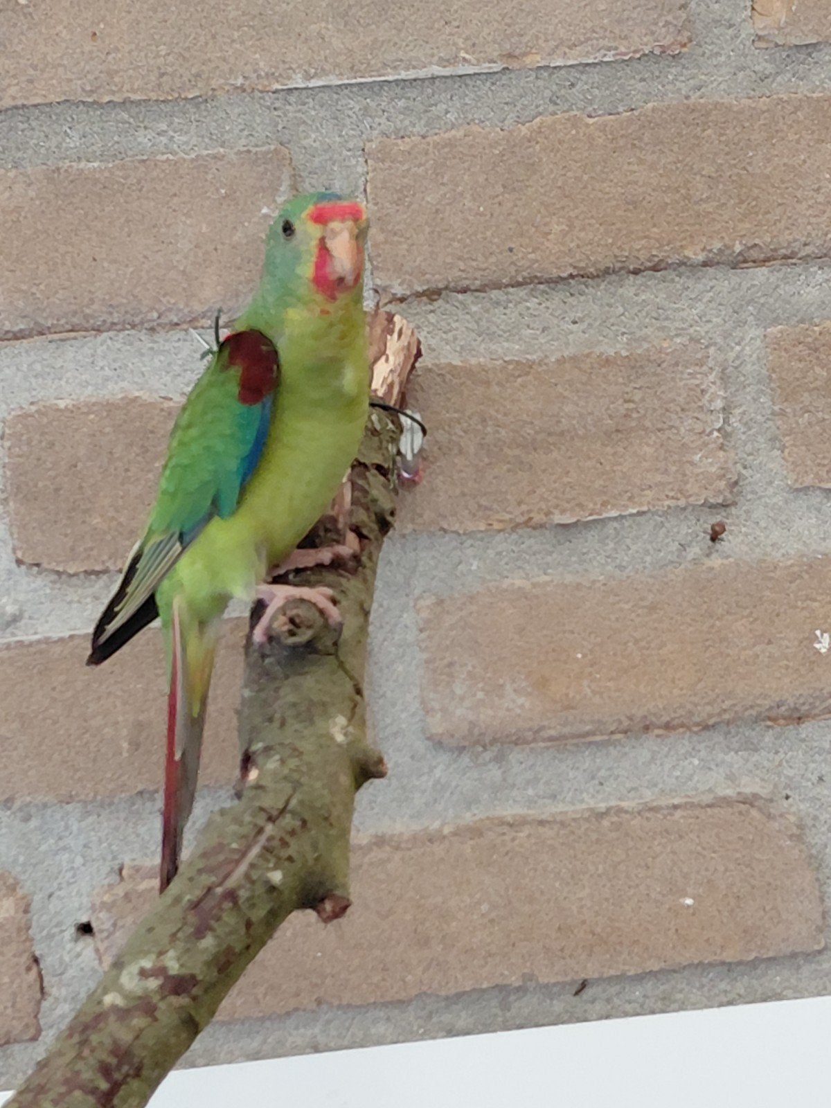 gezocht 2 swiftparkiet poppen, Dieren en Toebehoren, Vrouwelijk, Parkiet