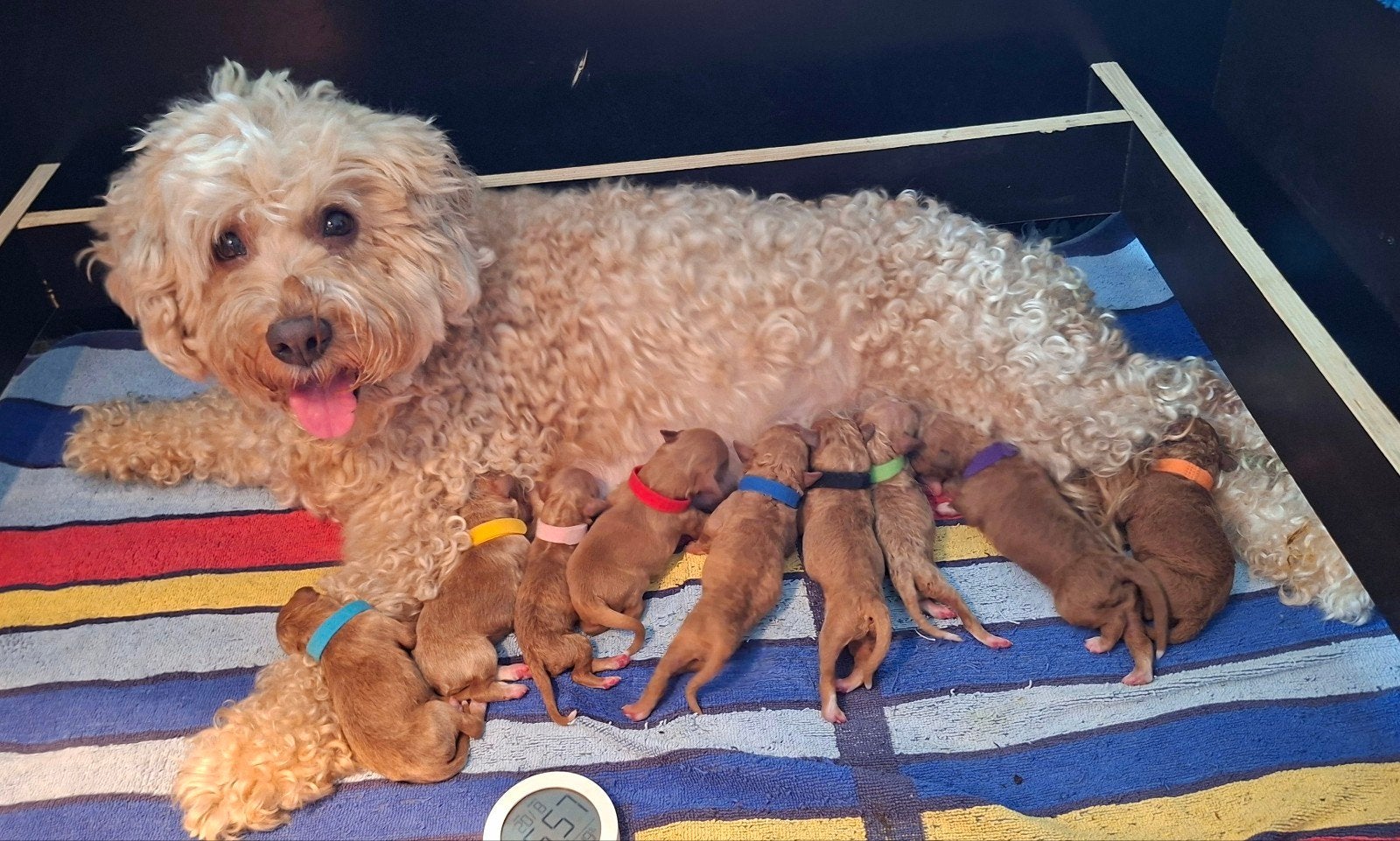 Mini labradoodle puppies., Dieren en Toebehoren, Honden | Retrievers, Spaniëls en Waterhonden, Overige rassen, 8 tot 15 weken