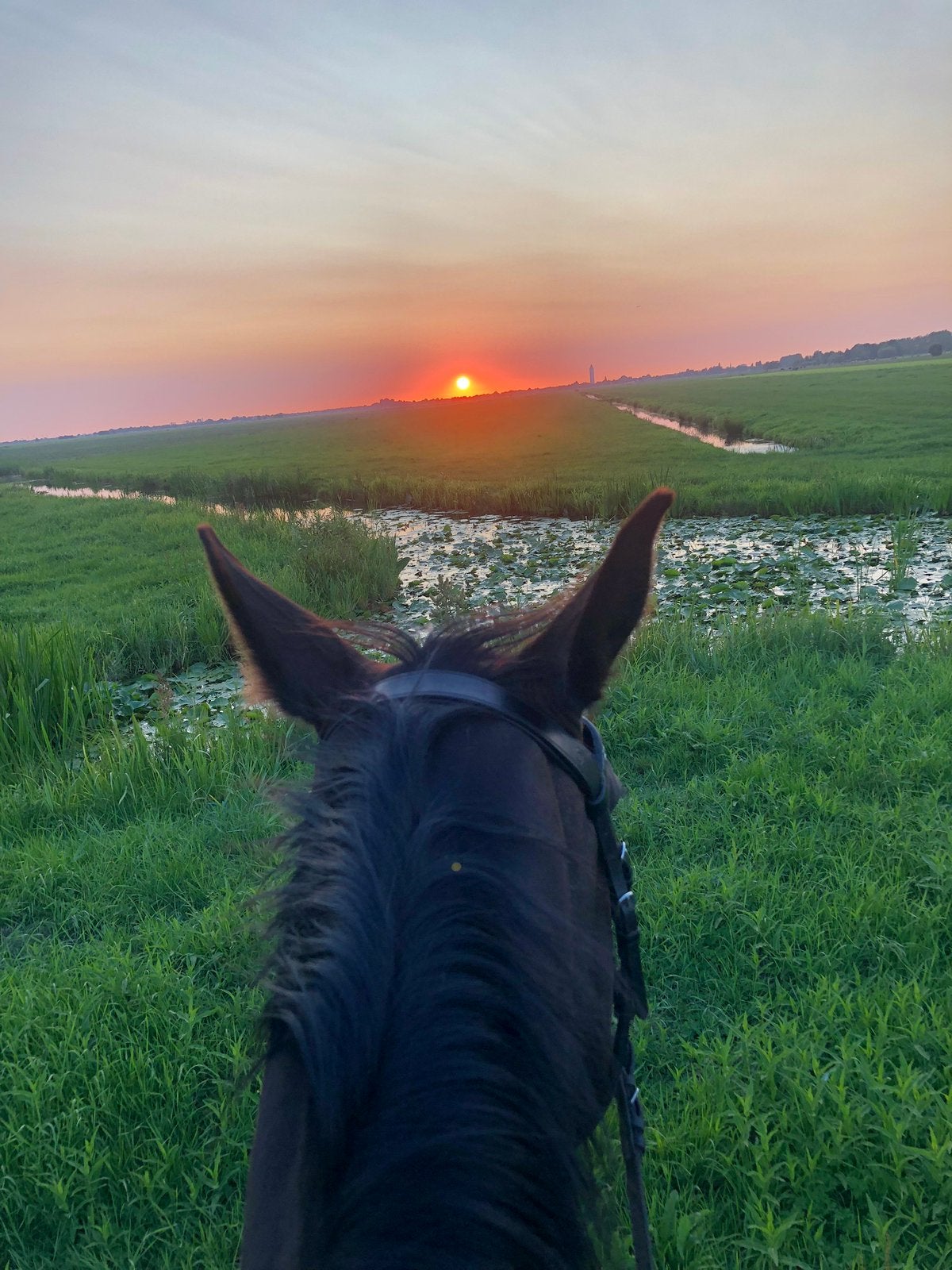 Stalling voor paard & pony in Nieuwerbrug!, Dieren en Toebehoren, Stalling en Weidegang, Weidegang, 1 paard of pony