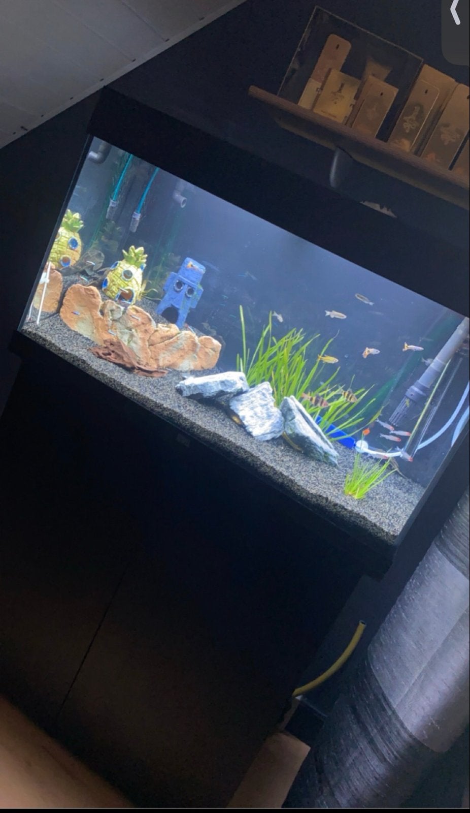 Juwel 125L aquarium + Externe pomp en andere materialen., Dieren en Toebehoren, Vissen | Aquaria en Toebehoren, Ophalen, Gebruikt