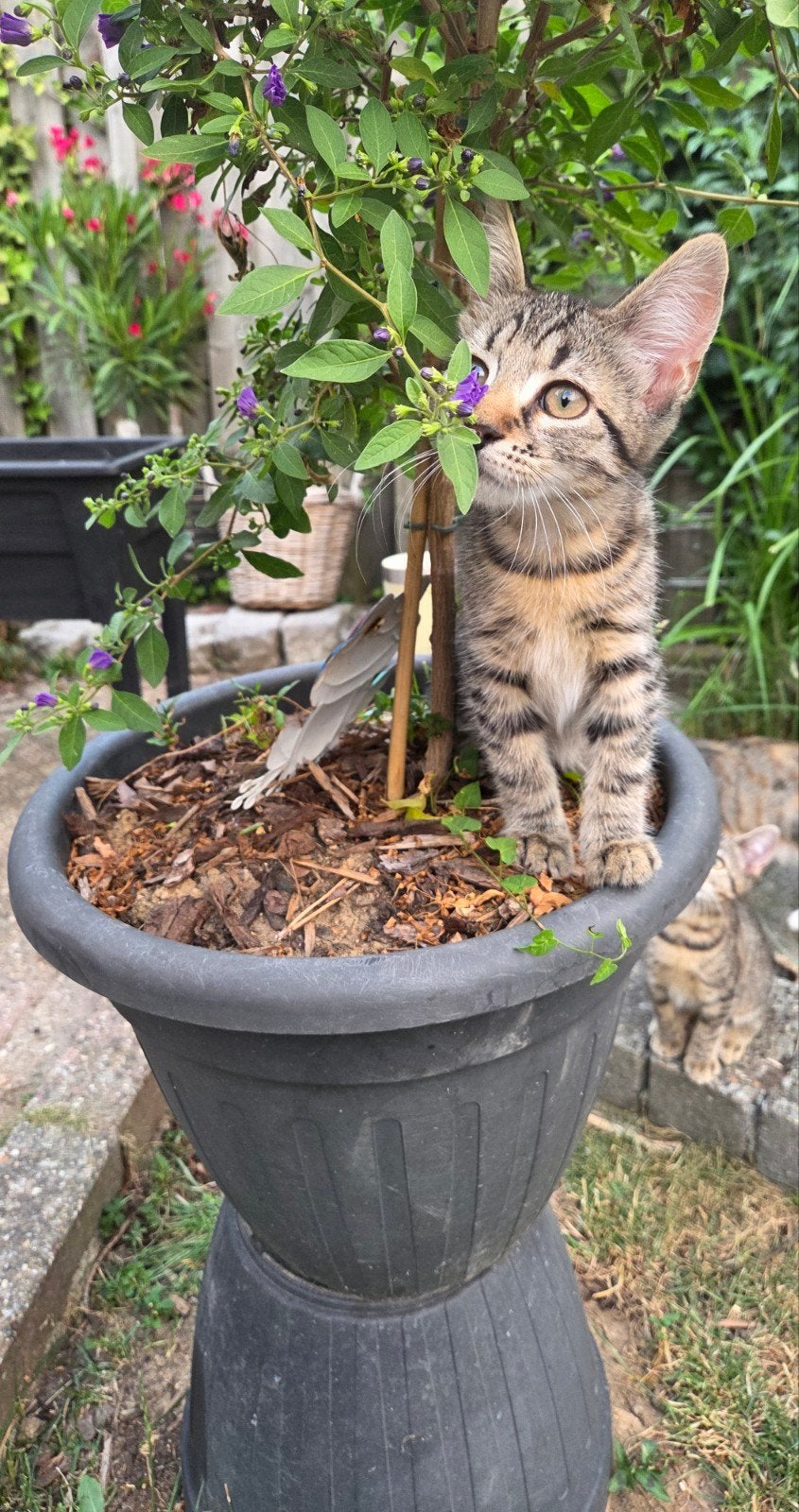 🐾 2 lieve tijger kittens zoeken nog een forever home! ❤️, Dieren en Toebehoren, Poes, Kortharig, 0 tot 2 jaar