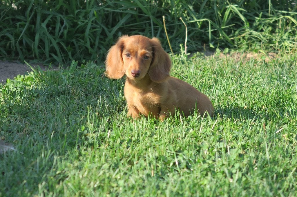 Langhaar Kaninchen Teckel pup reutje, Dieren en Toebehoren, Honden | Teckels en Dashonden, Kaninchen, Parvo, Nederland, Reu