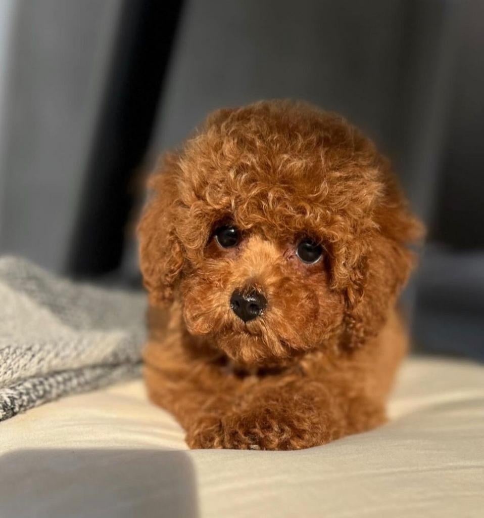 Toypoedel Toy poedel Toypoodle Toy poodle pup, Dieren en Toebehoren, Poedel, 15 weken tot 1 jaar, Teef, Parvo