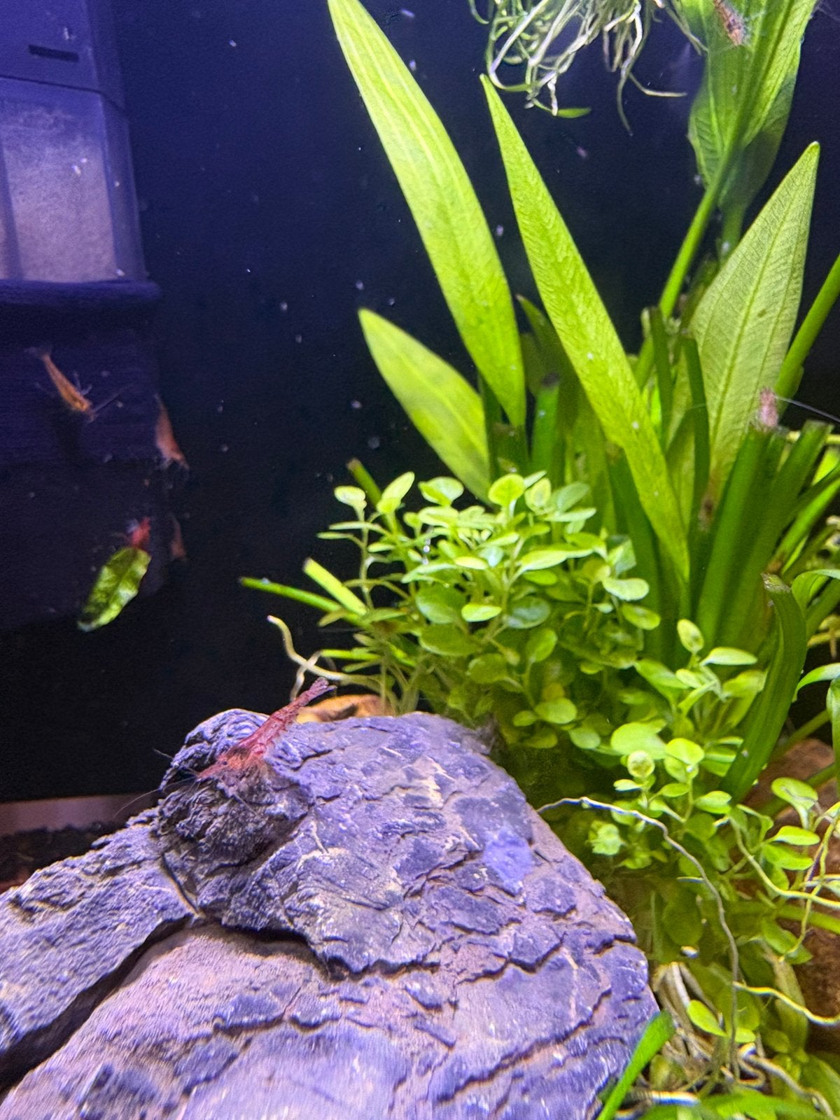 Neocaridinia garnalen & Dwerg algeneters, Dieren en Toebehoren, Vissen | Aquariumvissen, Kreeft, Krab of Garnaal