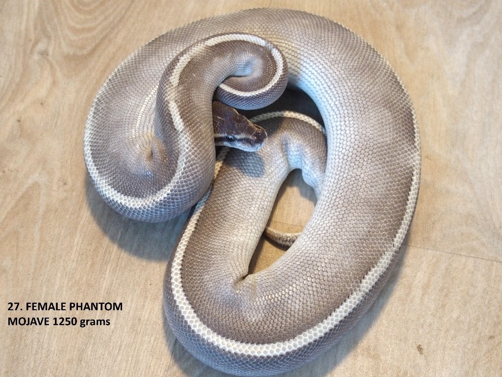 Koningspythons halfwas en kweekdieren deel 2