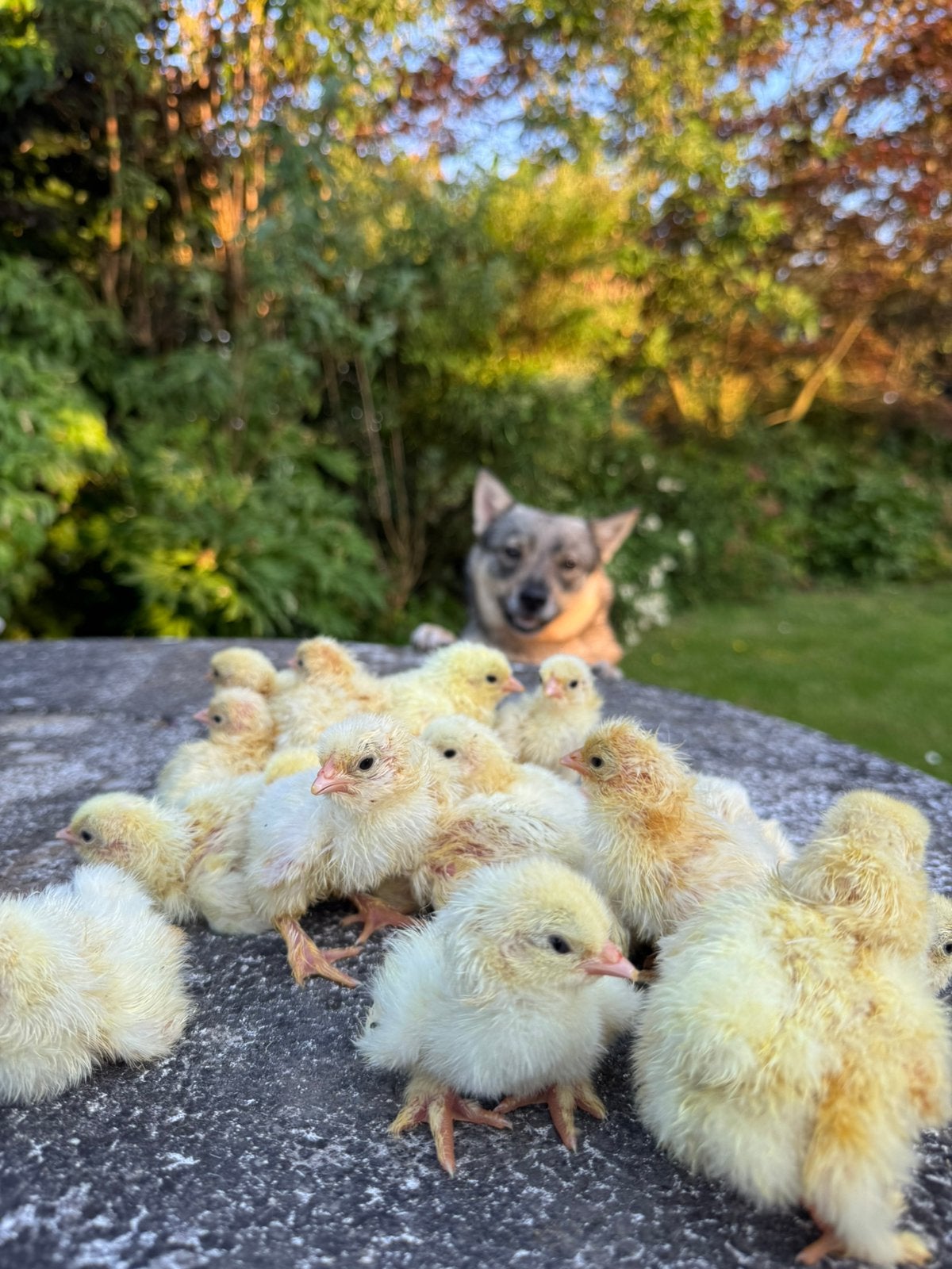 Brahma kuikens, Dieren en Toebehoren, Pluimvee, Geslacht onbekend, Kip
