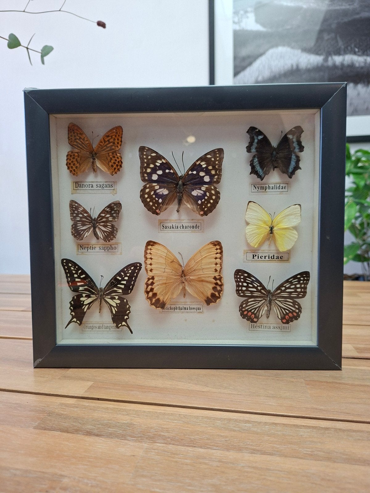Lijst met 8 opgezette vlinders, Ophalen of Verzenden, Insect, Opgezet dier