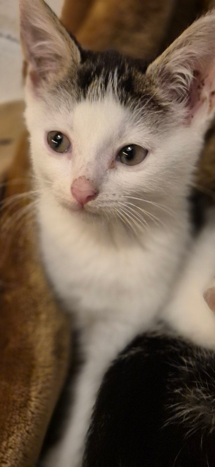 Knappe kitten man zoekt een gouden mandje!!, Dieren en Toebehoren, Meerdere dieren, Kortharig, 0 tot 2 jaar