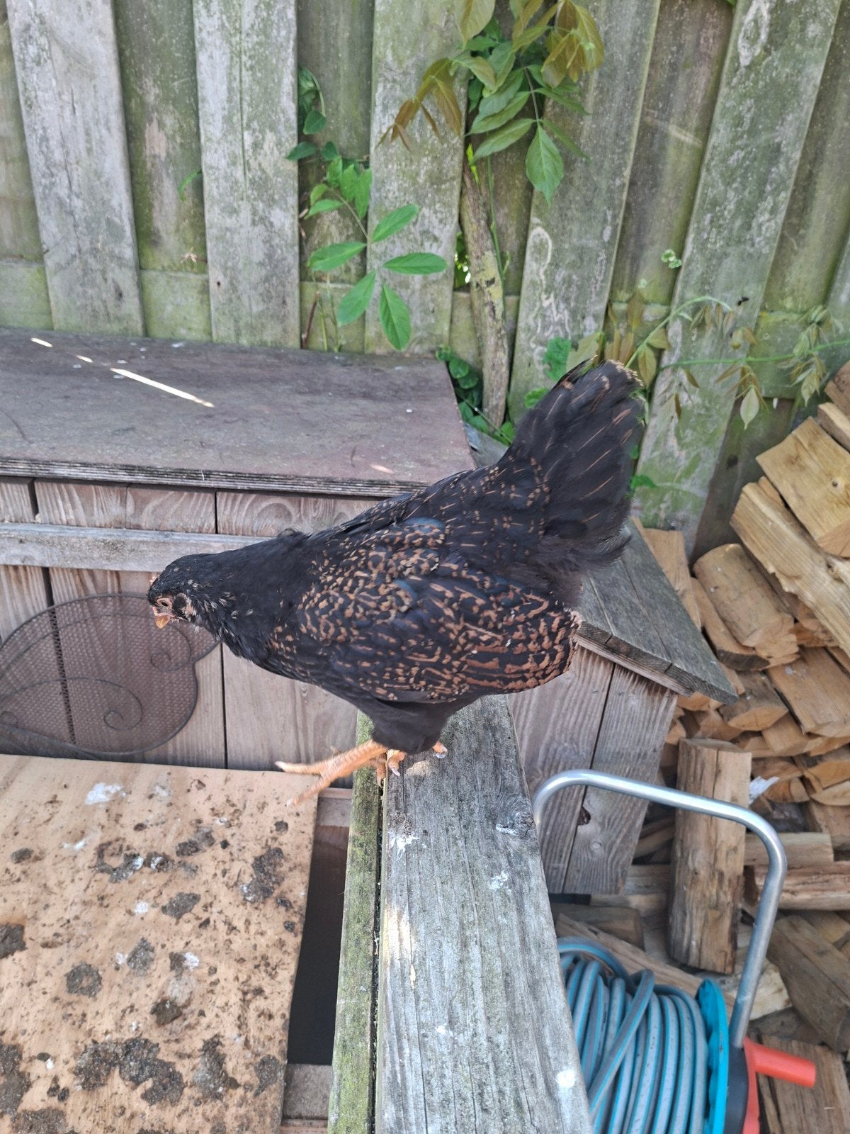 3 Barnevelder hanen raszuiver, Dieren en Toebehoren, Mannelijk, Kip