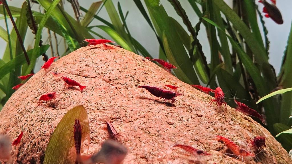 Vuurgarnalen, Dieren en Toebehoren, Kreeft, Krab of Garnaal