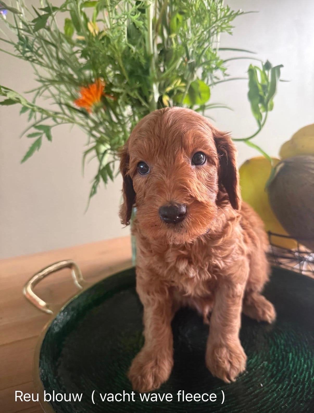 Mini Australian labradoedel, Dieren en Toebehoren, Reu, 8 tot 15 weken, Parvo, Meerdere