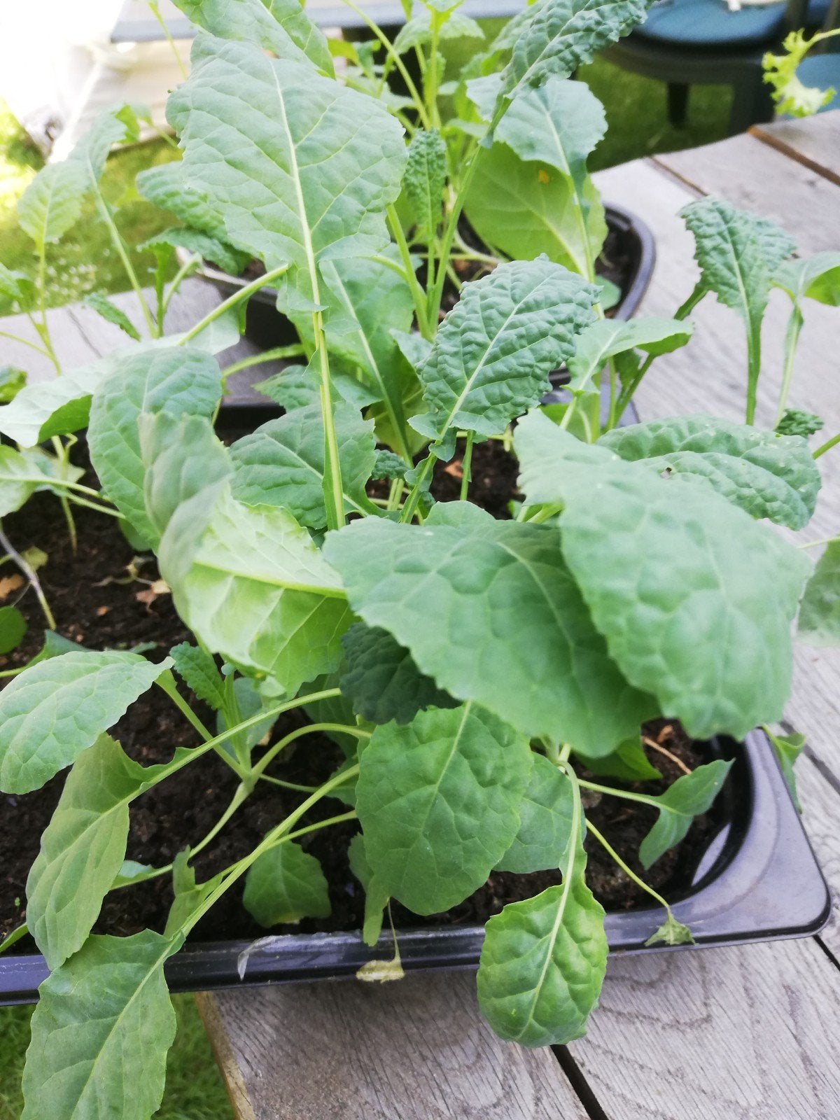 Jonge palmkoolplanten, Ophalen, Volle zon, Groenteplanten, Bloeit niet