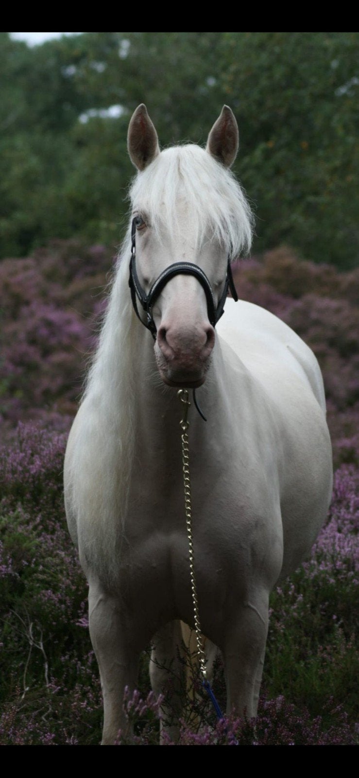 11 jarige Andalusiër/Lusitano merrie, Dieren en Toebehoren, Merrie, Minder dan 160 cm, Gechipt, 11 jaar of ouder