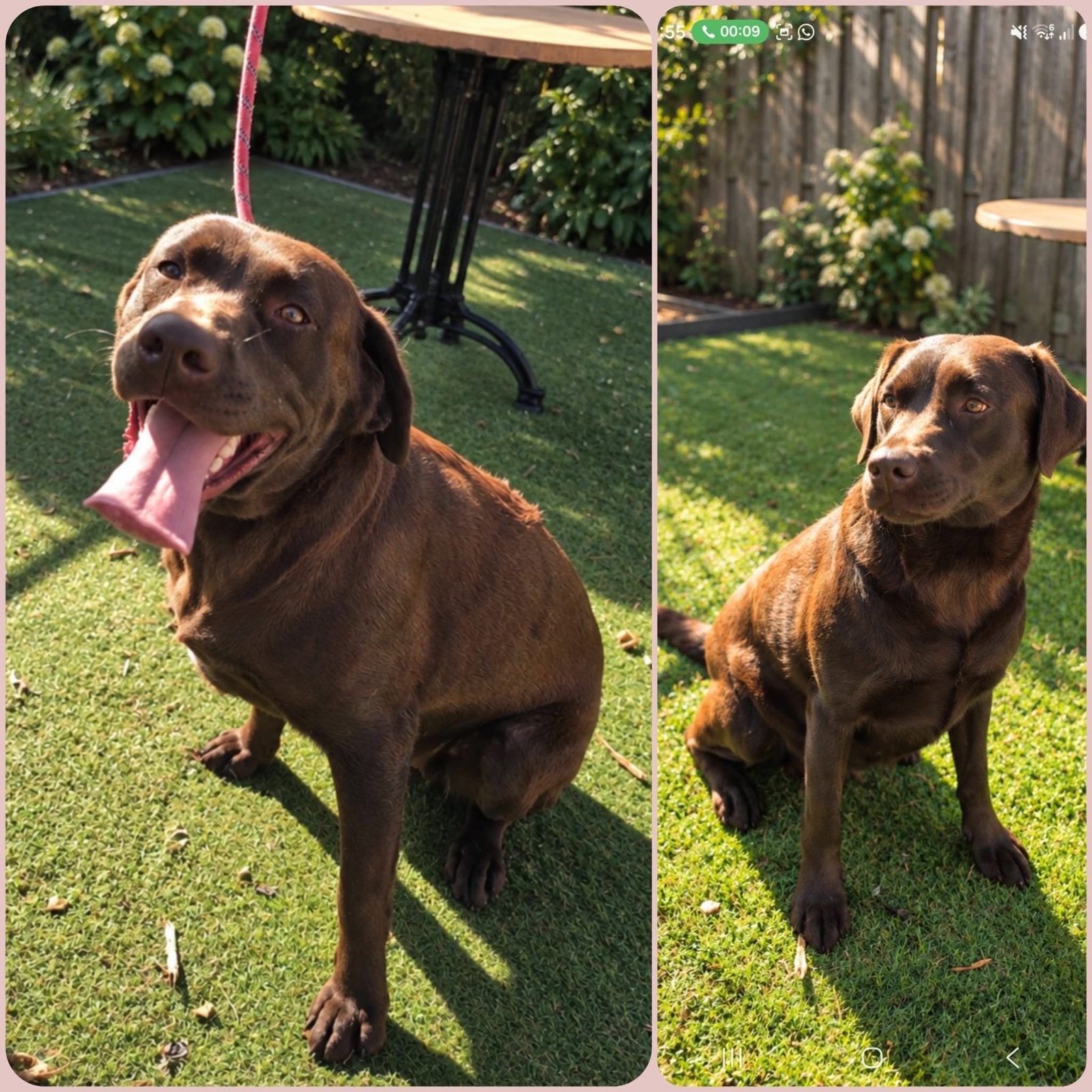 2 lieve labradors, Overige rassen, Teef, Meerdere, 3 tot 5 jaar