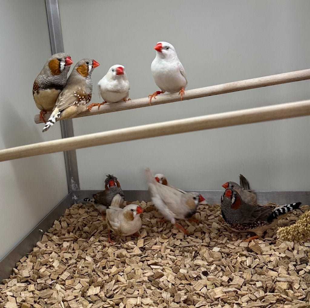 Zebravinken, Meerdere dieren, Tropenvogel