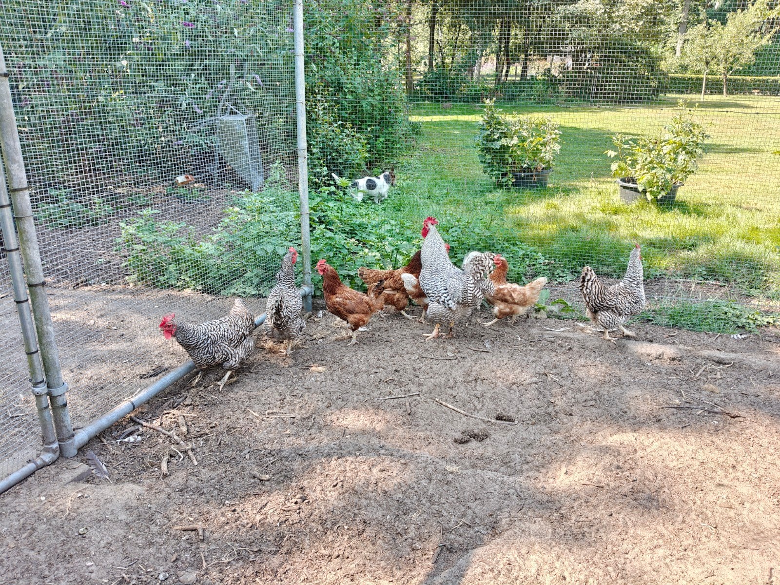 Koppel Amrock kippen., Dieren en Toebehoren, Pluimvee