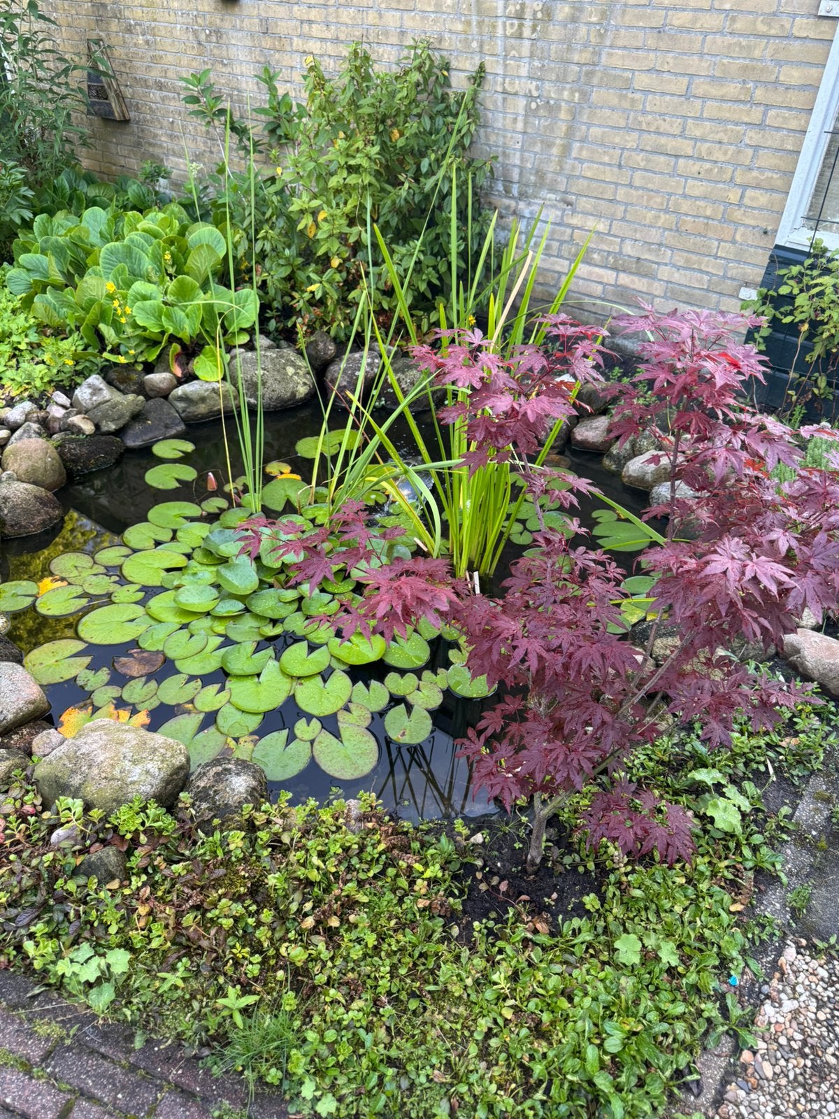 Vijver met benodigdheden, Tuin en Terras, Vijvers, Ophalen, Zo goed als nieuw