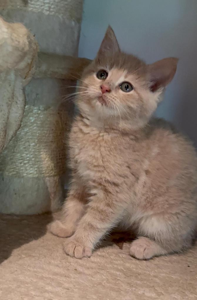 X Maine coon kittens (enkel de zwarte nog beschikbaar!!), Dieren en Toebehoren, Katten en Kittens | Raskatten | Langhaar, Meerdere dieren