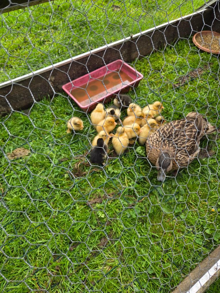 Kwaker pulletjes, Dieren en Toebehoren, Pluimvee, Meerdere dieren, Kip
