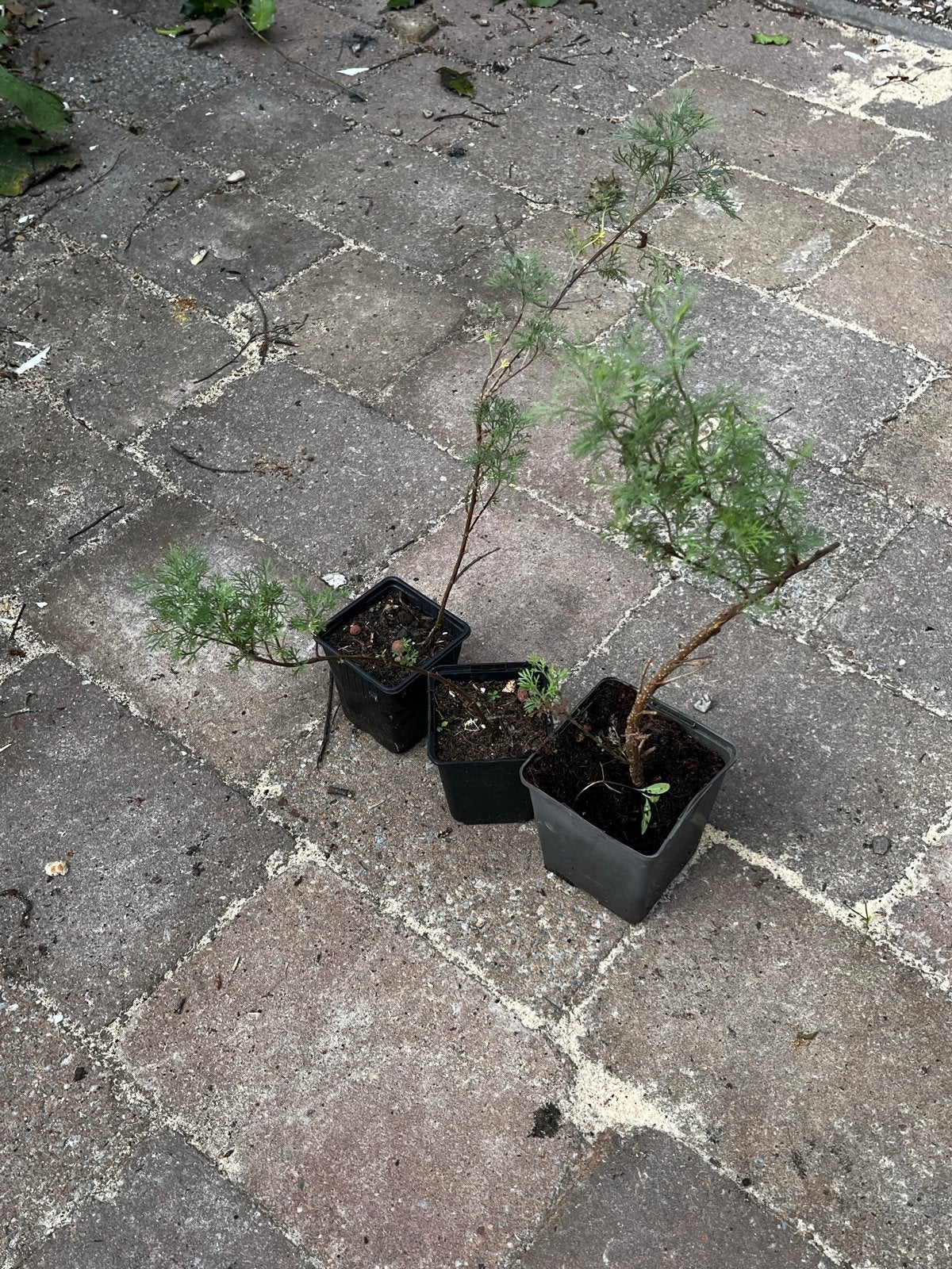 Colakruid - Artemisia abrotanum var. maritima, Volle zon, Vaste plant, Ophalen of Verzenden, Kruiden
