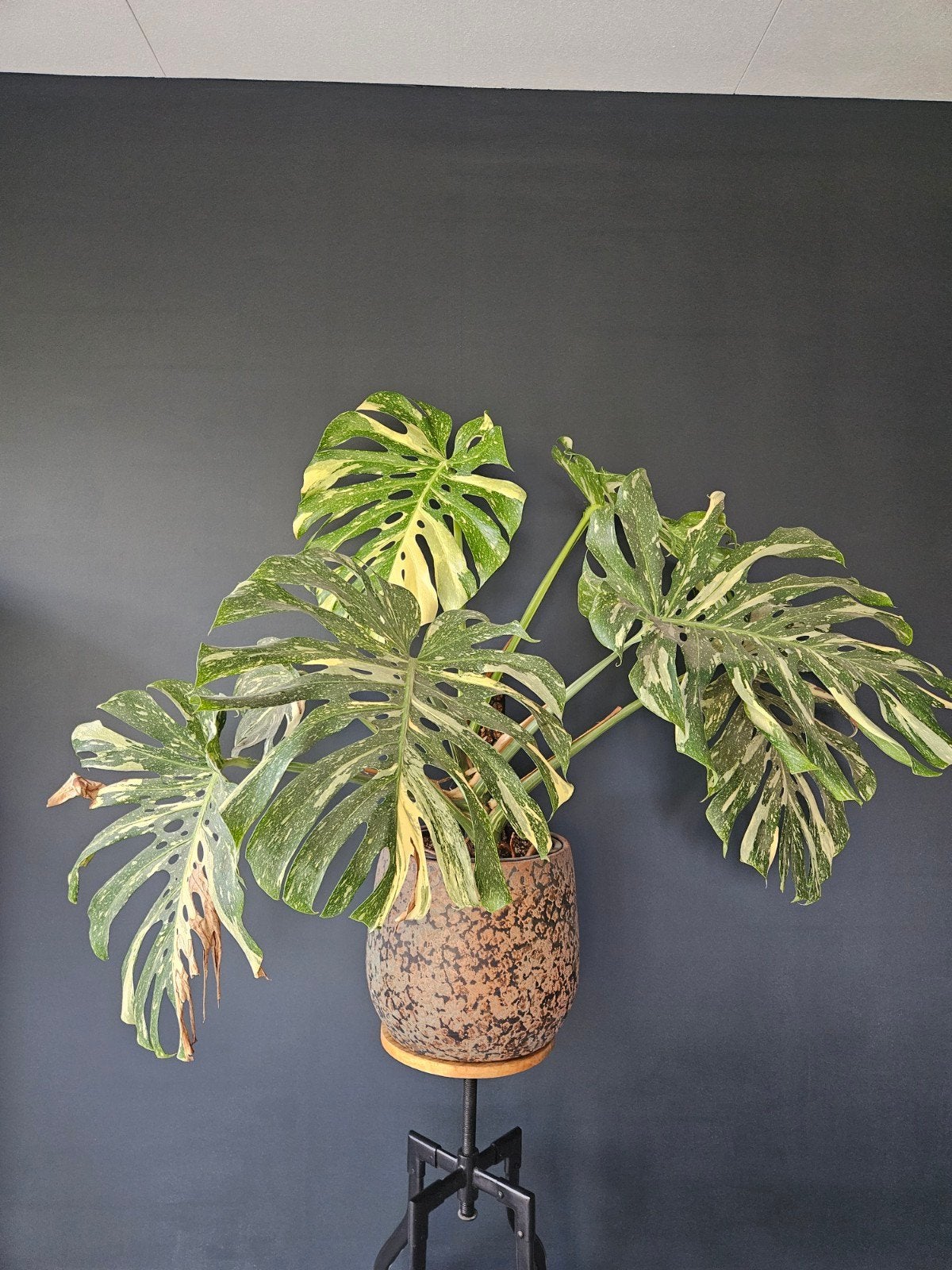 Monstera Thai Constellation, Huis en Inrichting, Kamerplanten, Ophalen, Overige soorten, Halfschaduw, Minder dan 100 cm