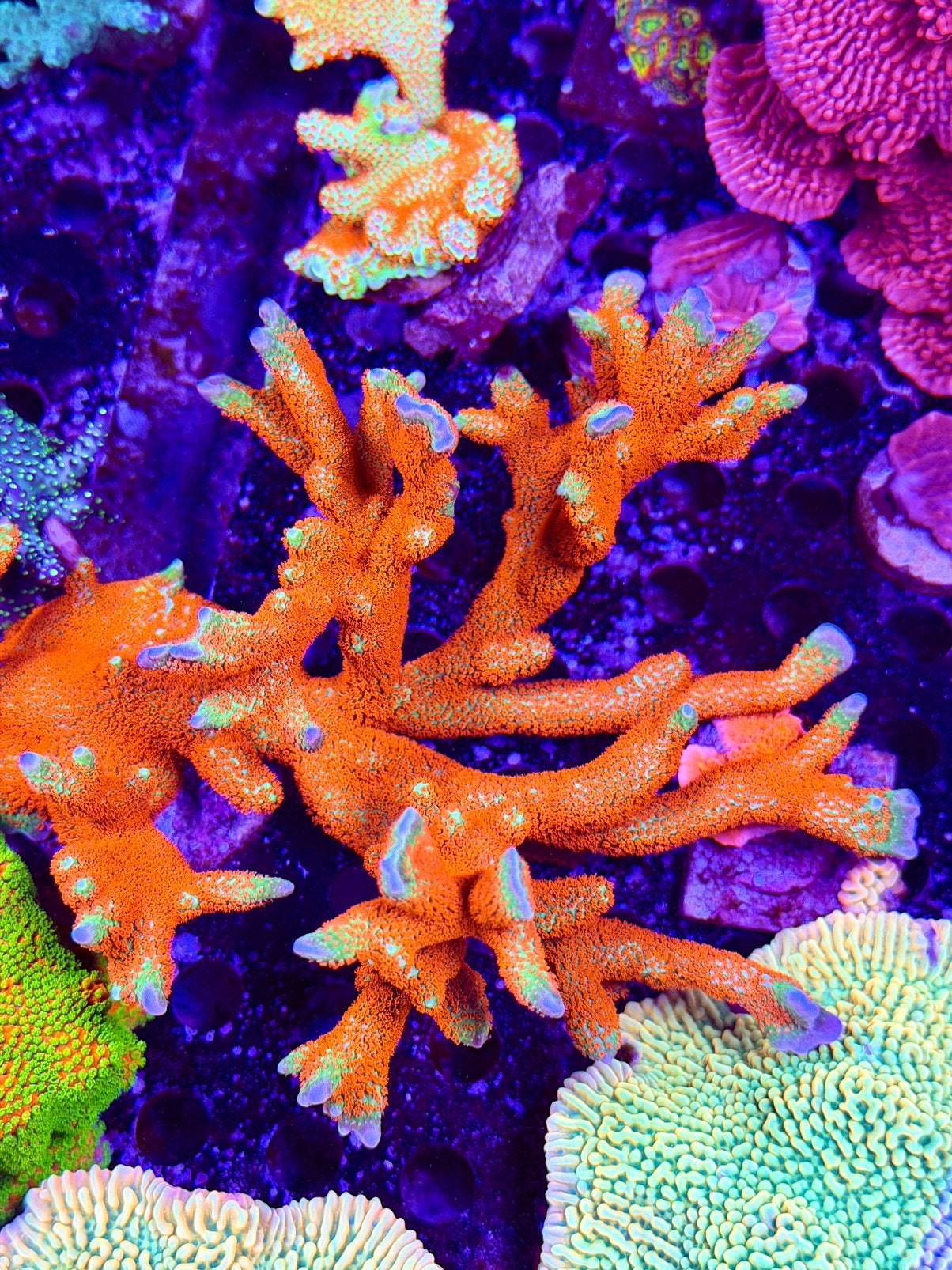 Felgekleurde koralen stekken uit eigen kweek, Dieren en Toebehoren, Vissen | Aquariumvissen, Overige typen