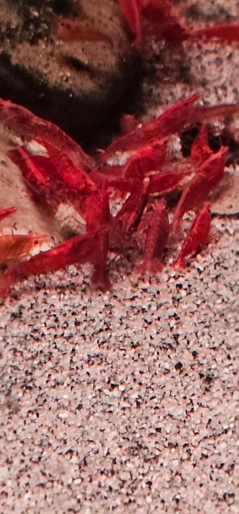 Tekoop caridina davidi rood en oranje, Kreeft, Krab of Garnaal