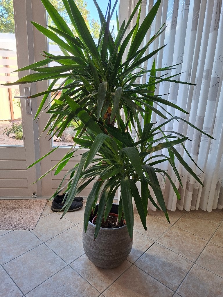 Yukka, Ophalen, Halfschaduw, Yucca, 150 tot 200 cm