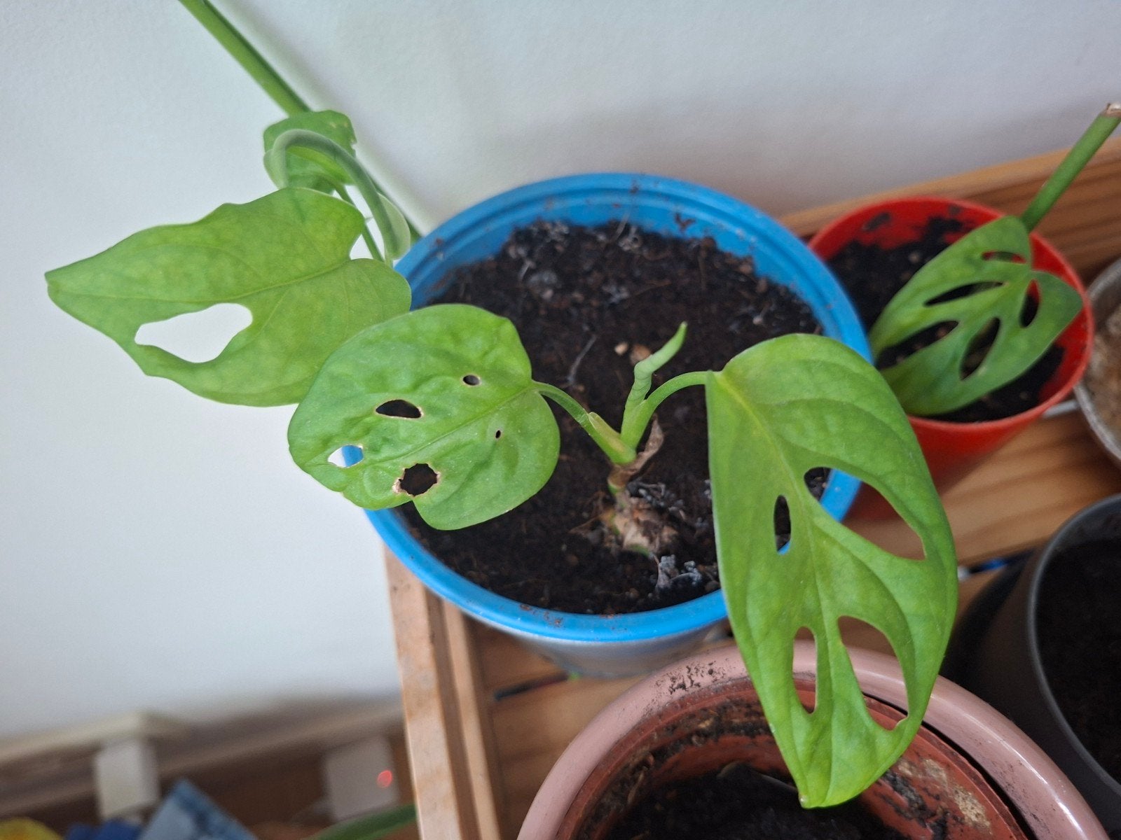 Monstera Adansonii (gatenplant) stekjes, Huis en Inrichting, Kamerplanten, Ophalen, Overige soorten, Halfschaduw, Minder dan 100 cm