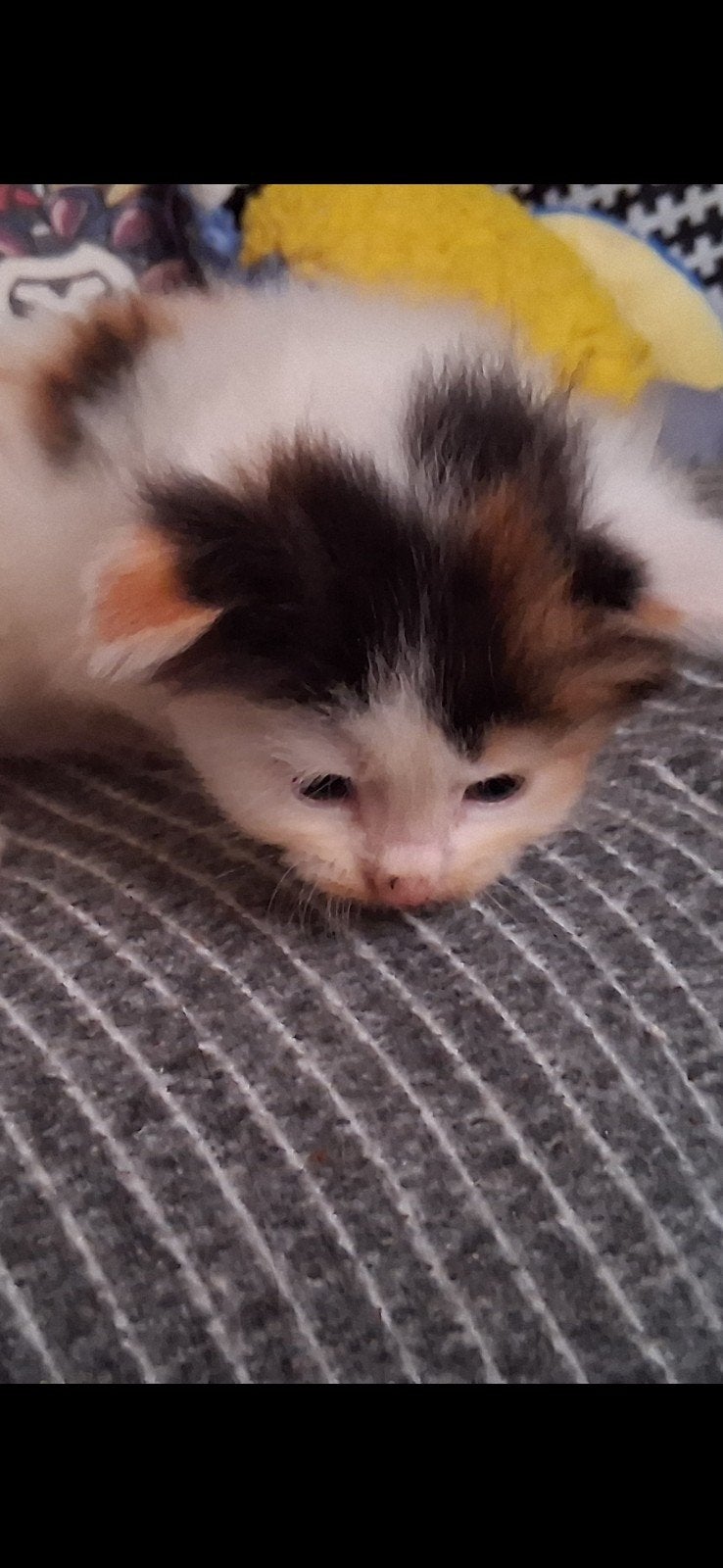 maine coon kittens., Meerdere dieren, Langharig, 0 tot 2 jaar